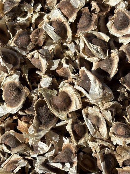 Graines de Moringa Bio à Consommer – Superaliment Santé, Énergie et Vitalité, Riches en Vitamines et Antioxydants